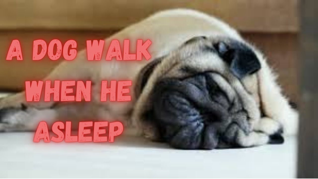 A DOG WALK WHEN HE ASLEEP - YouTube
