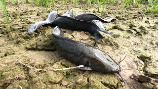 Download Mp3 Most Viral Fishing Mud Catfish On Dry Season Fisherman Word Hard finding Fish