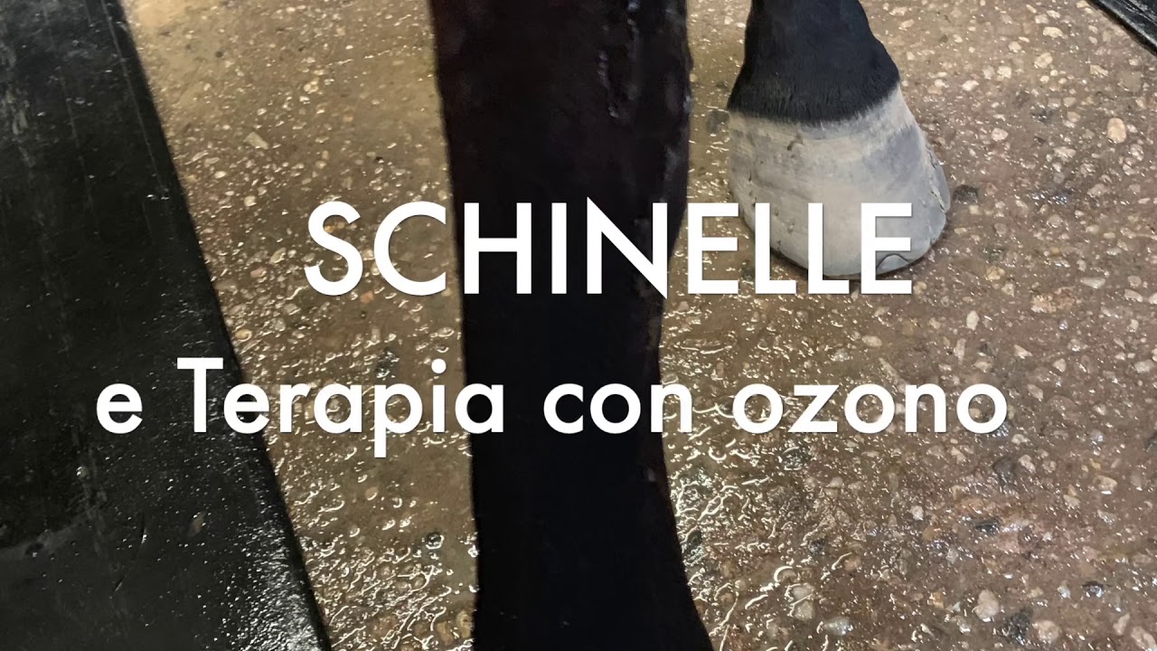 Le schinelle nel cavallo e trattamento con ozono