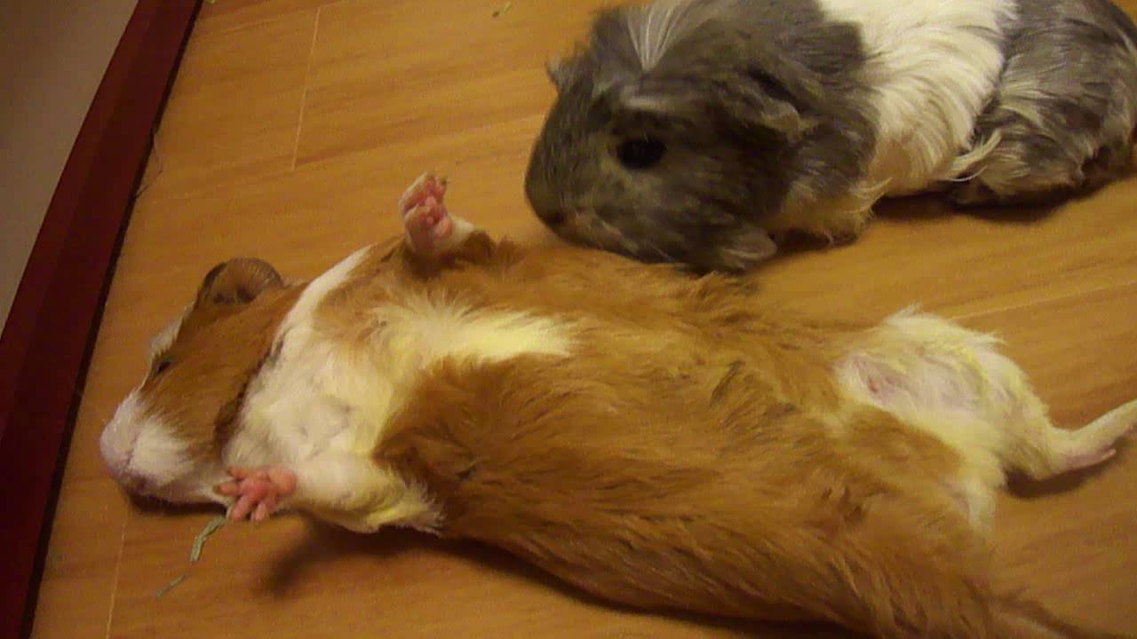 特技は死んだふり！？モルモット小町ちゃん♪