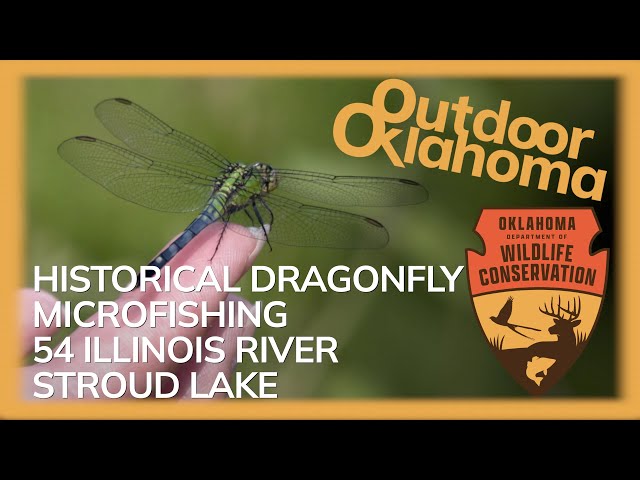 Watch Outdoor Oklahoma  4738 (Historical Dragonflies, Microfishing, 54 Illinois river, Stroud Lake) on YouTube.