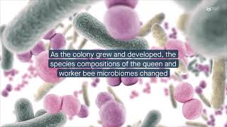 Vertical microbial strain transmission during the bumblebee life cycle