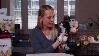 What to Know Before Choosing a Mini Aussiedoodle | Mini Aussiedoodle Puppies for Sale in Florida