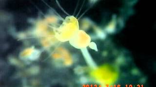 Budding & Strobilation1