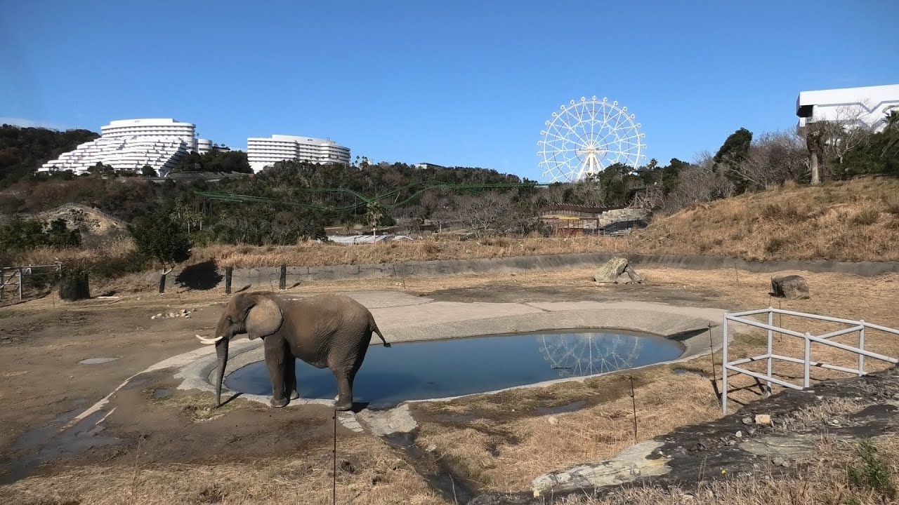 African elephant (ADVENTURE WORLD, Wakayama, Japan) January 18