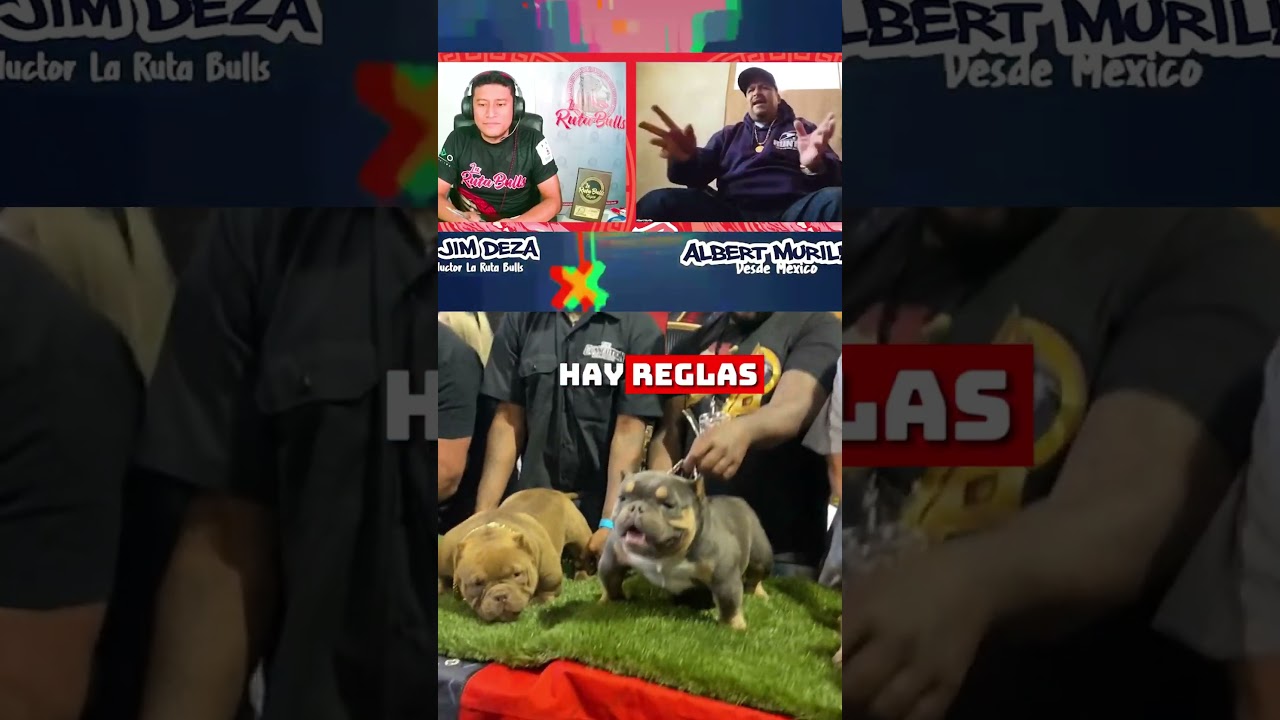 🤷‍♂️Que se Juzga en el STACK OFF⁉️ - Albert Murillo