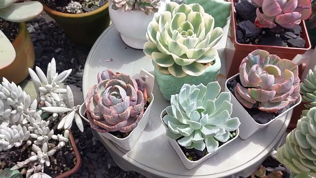 Testei um Produto nas minhas Suculentas- Veja o que aconteceu com a minha Beyoncé