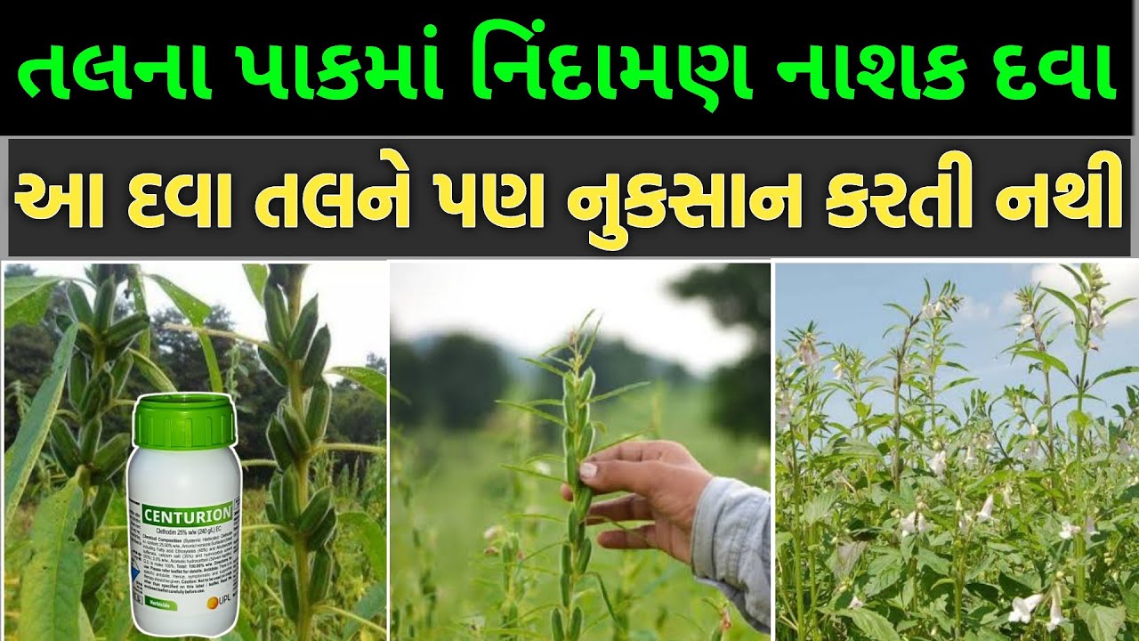 તલ માં નિંદામણ નાશક દવા | tal ma nidaman nashak dava | તલની ખેતી | tal ni kheti || SR Junagadh Kheti