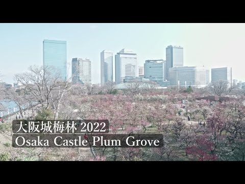 大阪城公園 梅林 2022 Osaka Castle Park Plum Grove (Osaka, Japan)【4K】