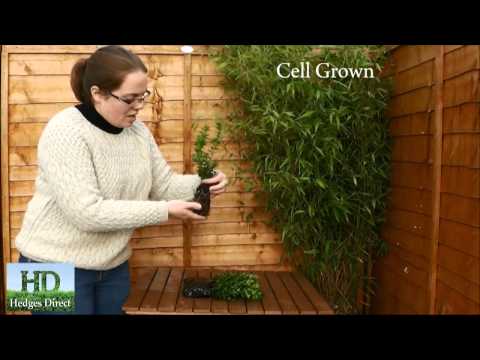 About Box Hedging - Buxus Sempervirens - Box Hedge Plants from Hedges Direct - video from Hedges Direct