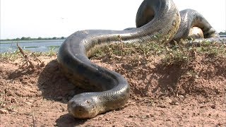 BIGGEST Snakes On Earth!