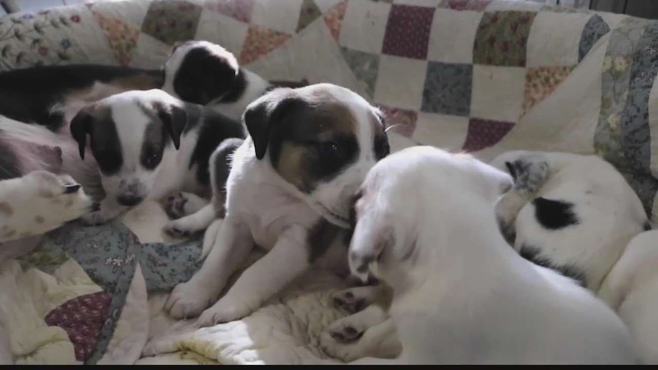 Dogs saved from hoarding situation