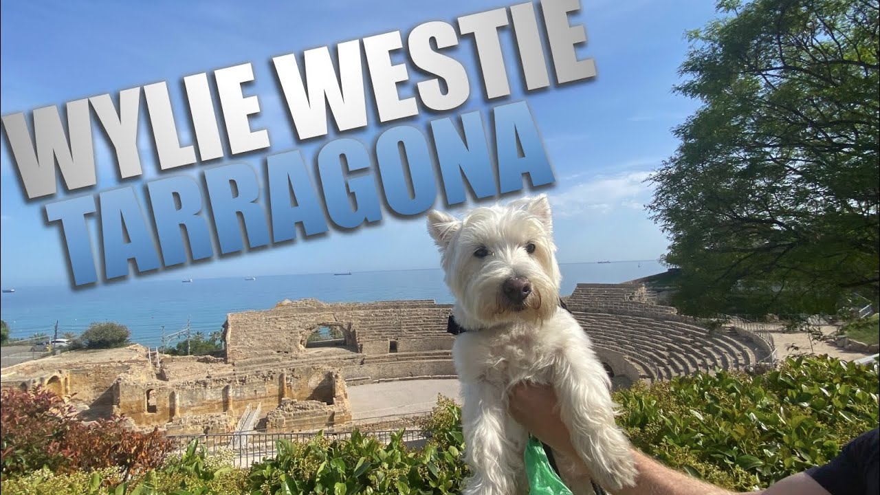 TRAVEL WITH A DOG PET FRIENDLY TARRAGONA SPAIN YouTube