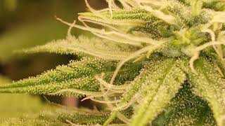 week 4 Frost update