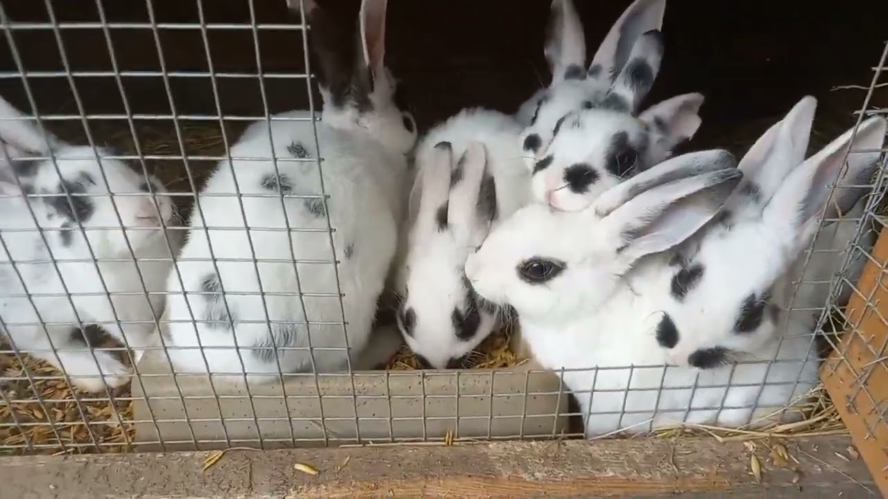 Niečo málo o chove králikov :) #Králiky