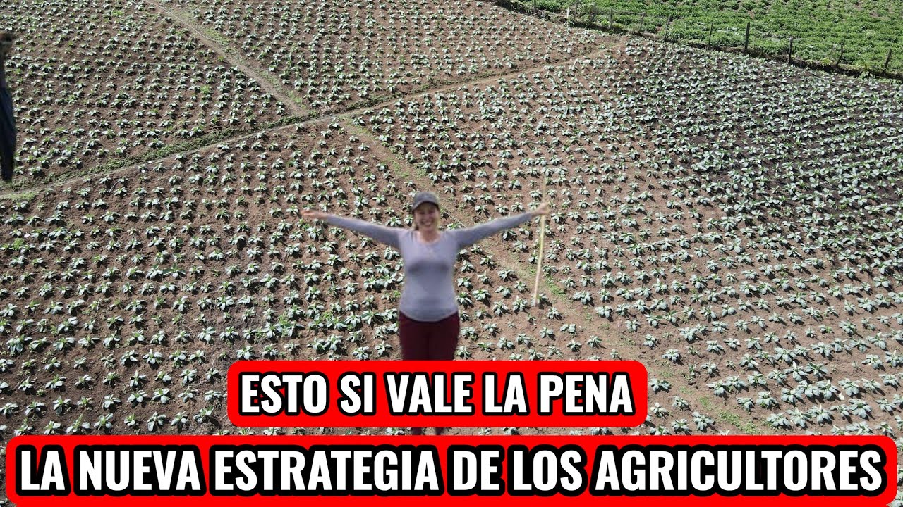 ESTA ES LA NUEVA APUESTA DE LOS CAMPESINOS QUE ES MUY RENTABLE