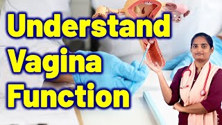 Female Vagina Structure &amp; Functions | Vulvodynia Pain Treatment Cure Medicine | Gynaecology Women
