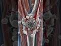 How Bones Heal After a Fracture 🦴| Human Body 👥 secret #shorts #shortvideo #shortsfeed #ai #health
