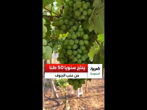 مزارع سعودي في طبرجل