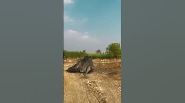 T Rex Chase 3 - urassic World dinosaur Fan Club #shorts  #dinosaurios  #dinosaursvideos  #trex