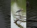Blue Heron Snacking