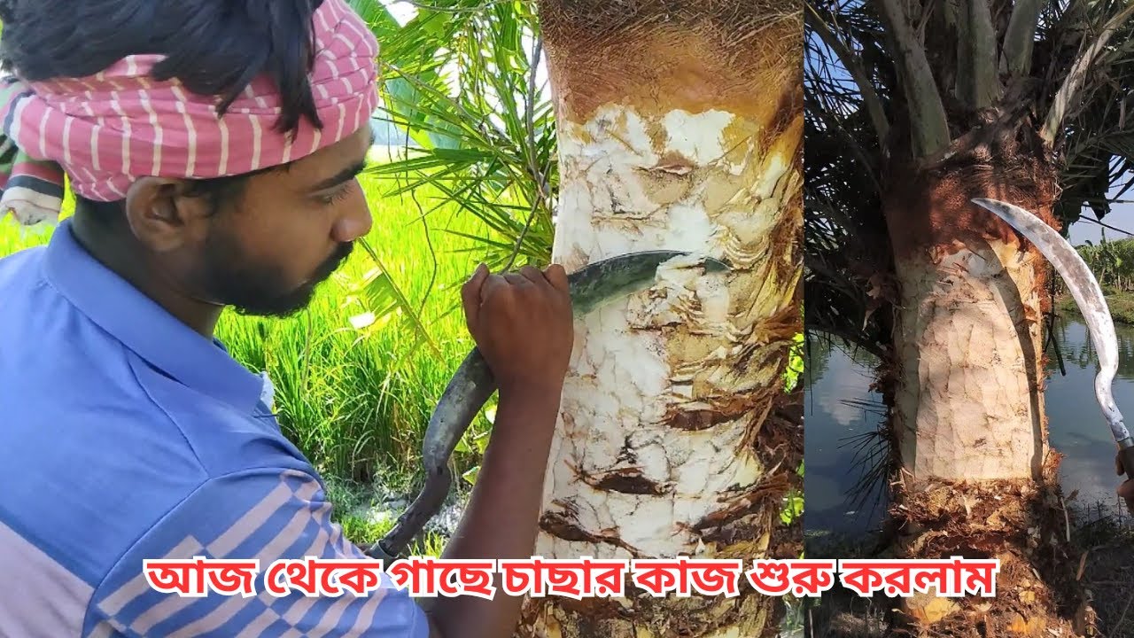 আজকে থেকে গাছ চাছার কাজ শুরু করলাম।