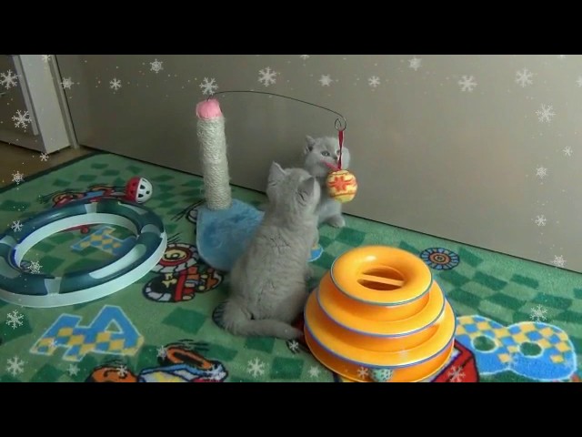 Котята британские лилового окраса