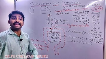 I PU Biology: Digestion & Absorption; Part 5 By Mr. Sunil Chittal Lecturer in Biology