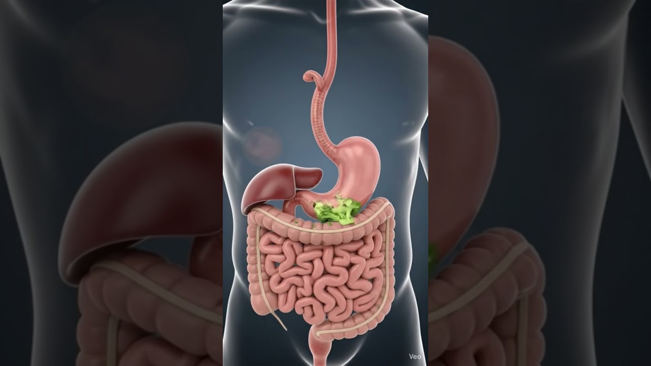 Inside Your Body: How Broccoli Is Digested | 3D Anatomy Explained 🥦