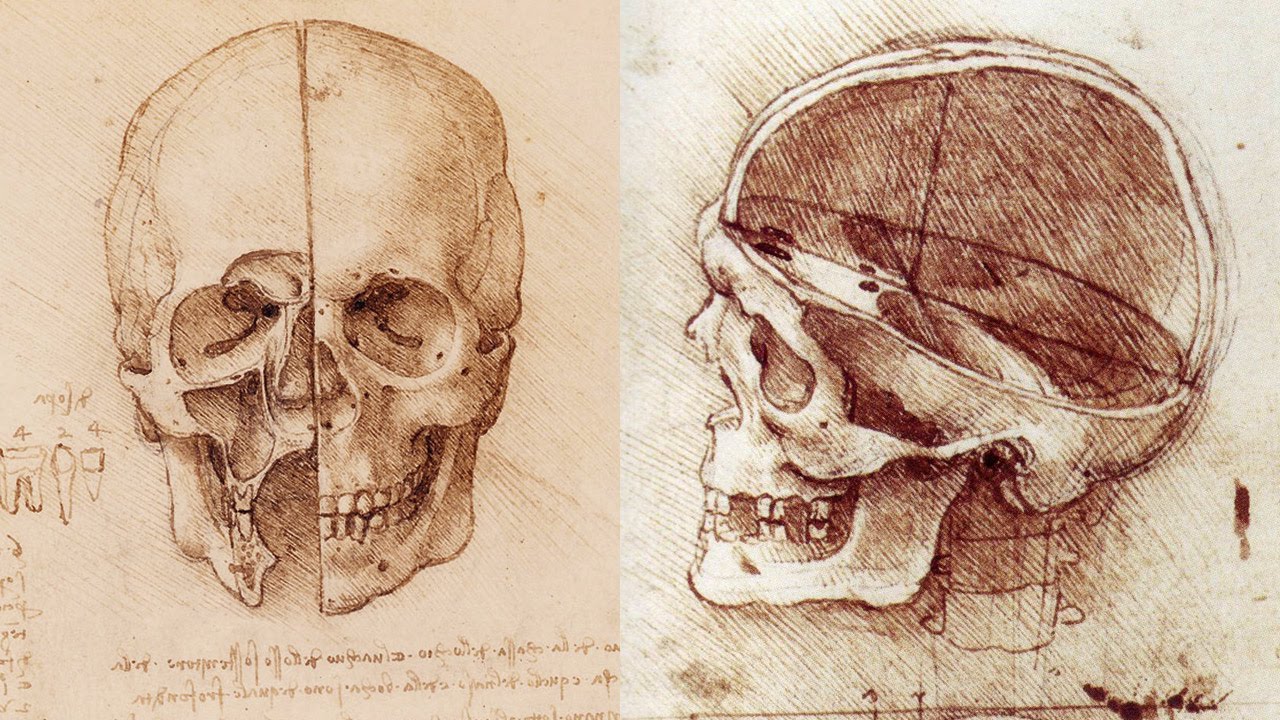 How to Draw a Skull - Anatomy Master Class - YouTube