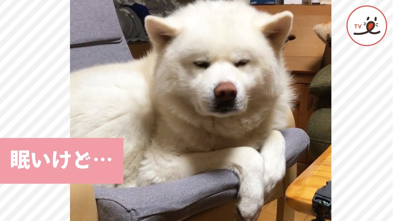 眠いのを我慢して 静かに飼い主さんを迎える犬 Peco Tv Youtube 眠いのを我慢して 静かに飼い主さんを迎える犬 Peco Tv Youtube