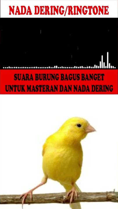 NADA DERING|RINGTONE|MASTERAN BURUNG SUARA KICAUAN KENARI GACOR TEMBAKAN KASARAN PART-5