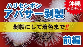 アバサー(ハリセンボン)剥製動画・前編 - YouTube