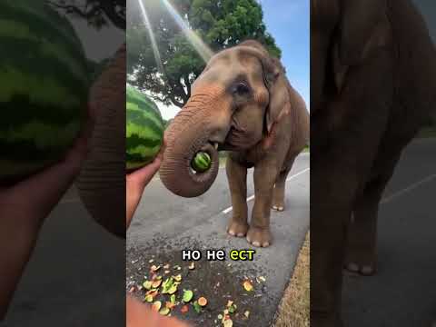 ? ТАЙНЫЙ ПЛАН ВЕЛИКАНА #shorts