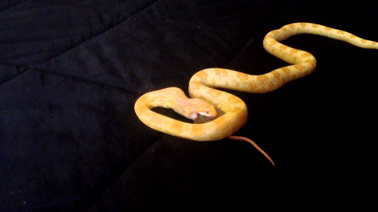 cool snake breeds Feeding Time 12 10 2014
