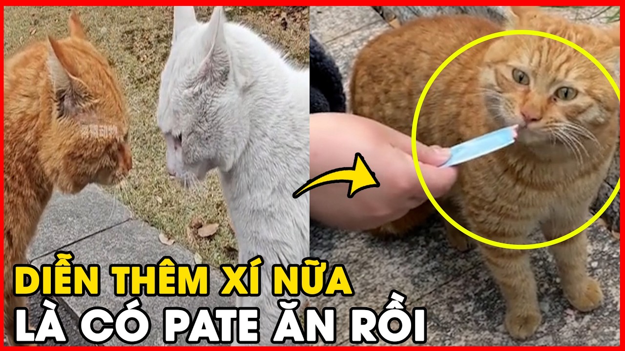 Cười ra nước mắt: Hai chú mèo này xứng đáng nhận giải Oscar vì khả năng lừa 