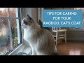 How to Care For Your Ragdoll Cat's Coat
