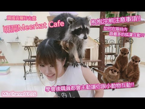 明洞Meerkat Cafe | 如何在限時內跟最多的狐濛互動?? | 抱抱浣熊注意事項!! | 學會後職員都會主動讓你跟小動物互動!! | 韓國首爾好去處 | Miz