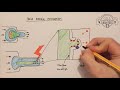 The effect of constriction on cells at the level of the nucleus