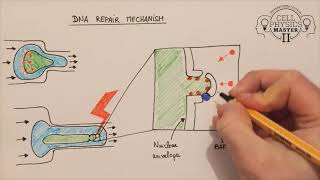 The effect of constriction on cells at the level of the nucleus