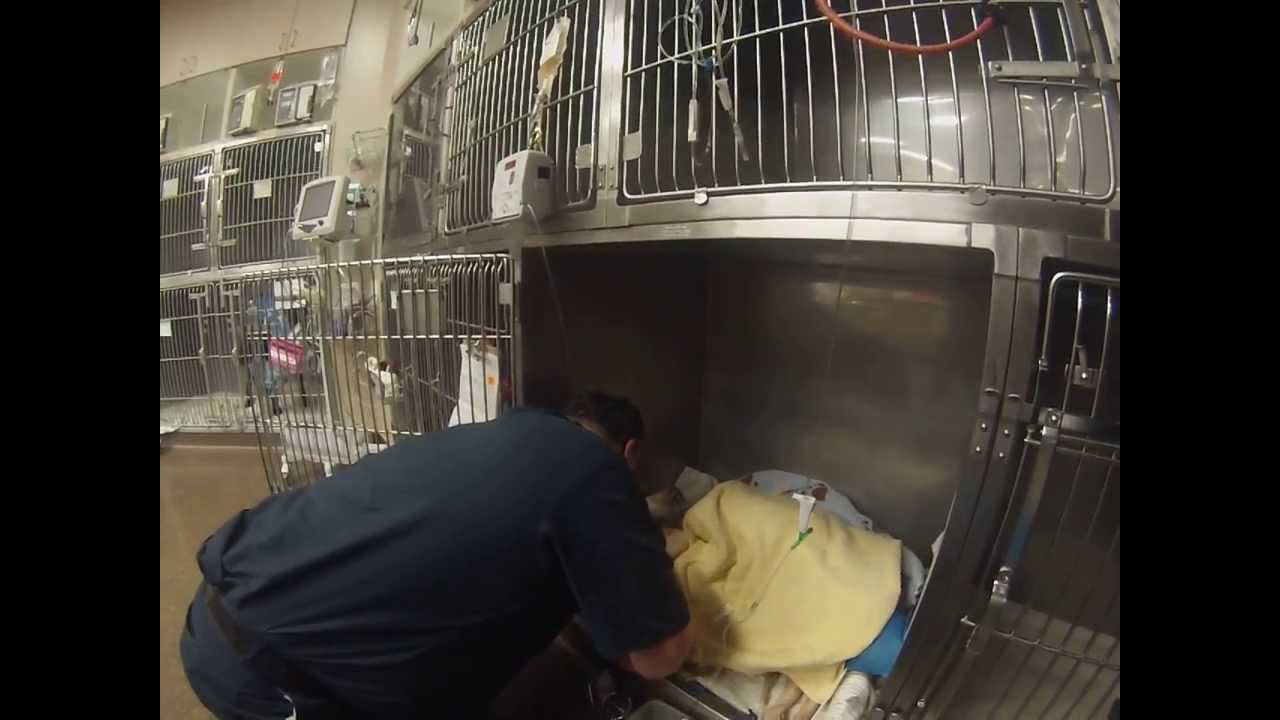 The Savior Foundation Rescue name Memphis geting some love!!! www.thesaviorfoundation.org