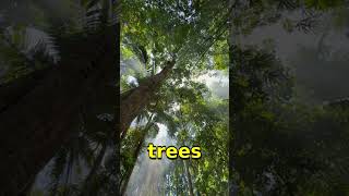 Mind-Blowing Fact: The Amazon Rainforest, often called the "l... #Shorts