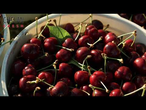 Video: Chelan Cherries - Yuav Ua Li Cas Loj hlob Cherry 'Chelan' Ntau Yam
