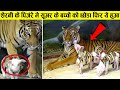 शेरनी ने सूअर के बच्चो को माँ की तरह पाला |A Mother Tiger Adopts Piglets and Raises Them as Her Own