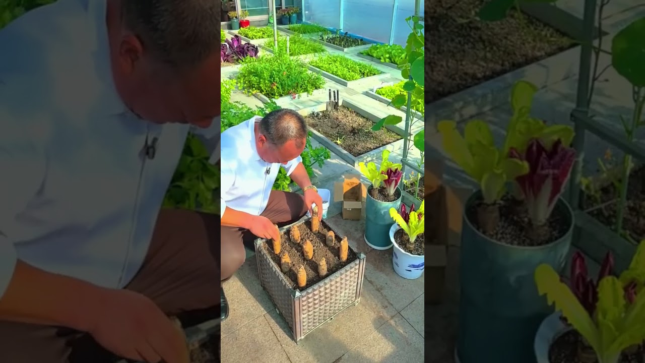 How Belgian endive is grown from chicory roots 