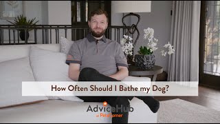 How Often Should I Bathe My Dog?