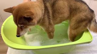 DOGPOOL【Neugierケアシリーズ 入浴剤でお家シャンプー‼️】