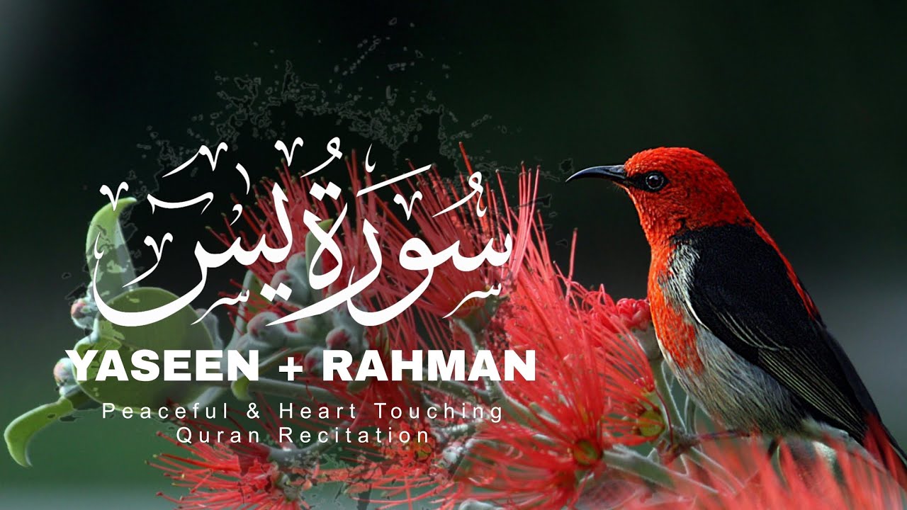 Surah Yaseen With Surah Rahman | Peaceful & Beautiful Quran Tilawat (سورة ياسين) [Ep-13]