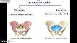 Overview of Pelvis (1) - Bones and Joints of Pelvis - Dr.Ahmed Farid