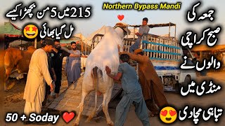 Northern Bypass Mandi Karachi Cattle Latest Friday Morning Soday 🤩 15 May 2026 || Cow Mandi 2026